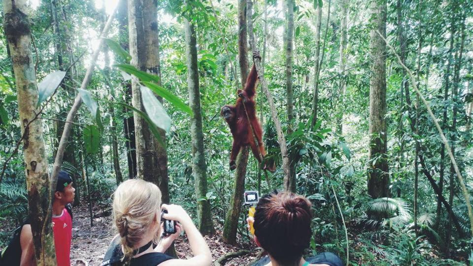 Orangutantreksumatra & Lovely Jungle Lodge Only Book If You Are Treking With Us 부킷 라왕 외부 사진