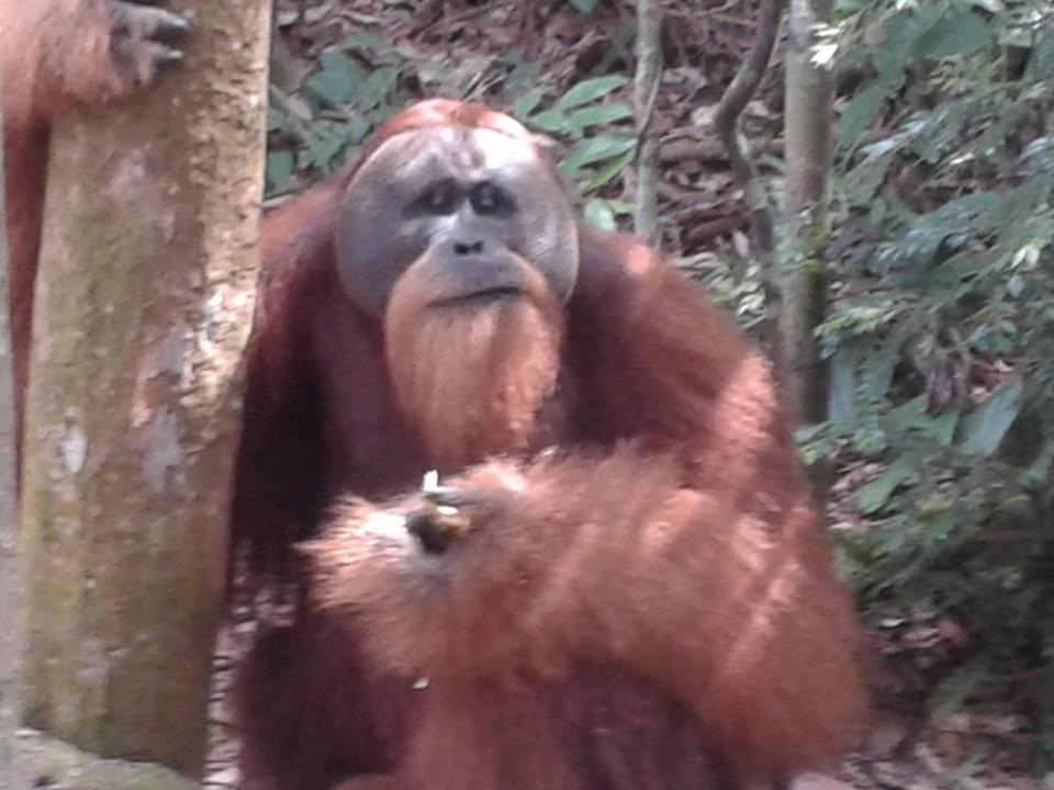 Orangutantreksumatra & Lovely Jungle Lodge Only Book If You Are Treking With Us 부킷 라왕 외부 사진