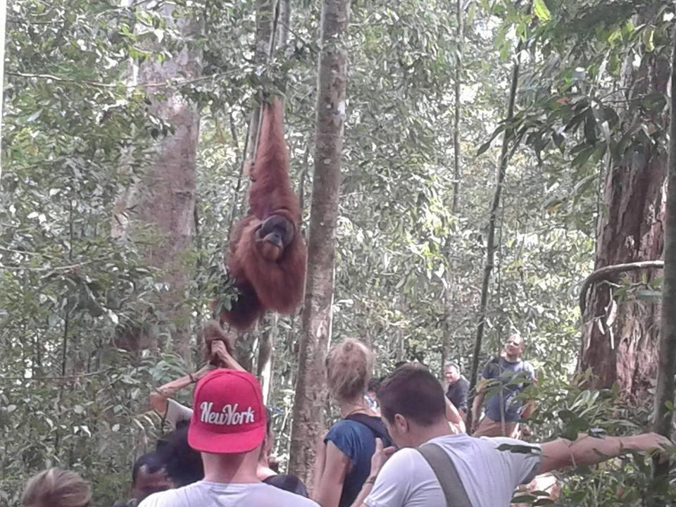 Orangutantreksumatra & Lovely Jungle Lodge Only Book If You Are Treking With Us 부킷 라왕 외부 사진