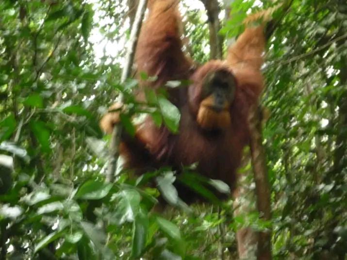 Orangutantreksumatra & Lovely Jungle Lodge Only Book If You Are Treking With Us 부킷 라왕 외부 사진