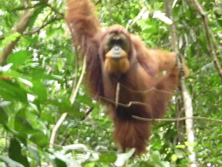 Orangutantreksumatra & Lovely Jungle Lodge Only Book If You Are Treking With Us 부킷 라왕 외부 사진