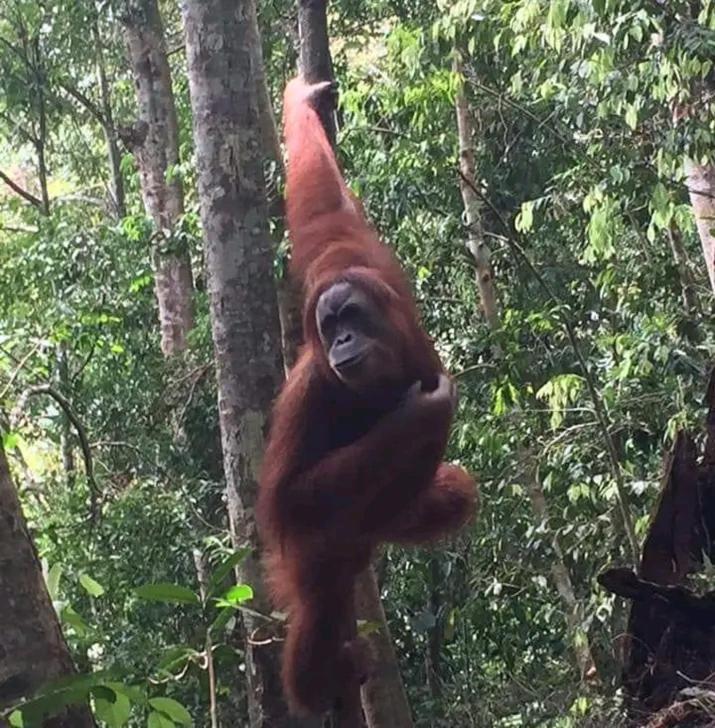 Orangutantreksumatra & Lovely Jungle Lodge Only Book If You Are Treking With Us 부킷 라왕 외부 사진