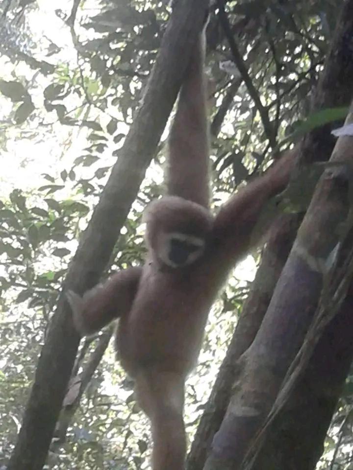 Orangutantreksumatra & Lovely Jungle Lodge Only Book If You Are Treking With Us 부킷 라왕 외부 사진