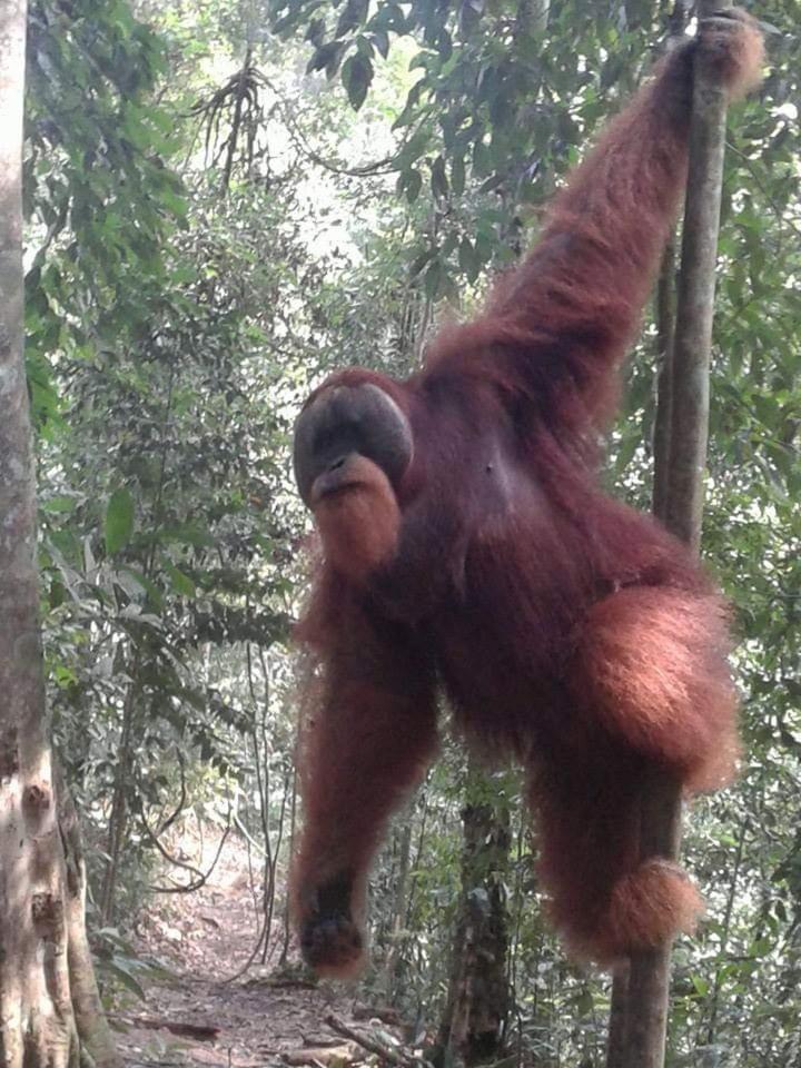 Orangutantreksumatra & Lovely Jungle Lodge Only Book If You Are Treking With Us 부킷 라왕 객실 사진