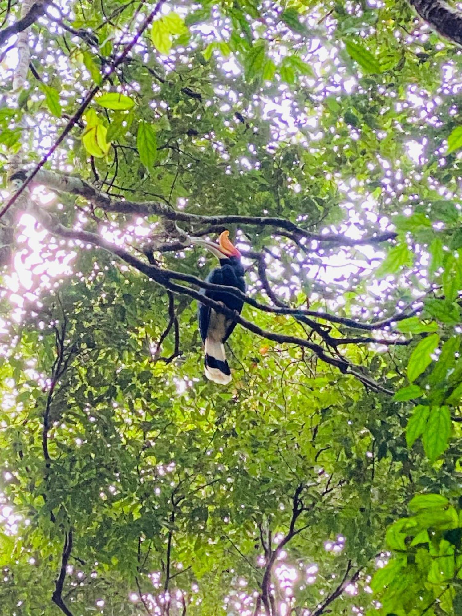 Orangutantreksumatra & Lovely Jungle Lodge Only Book If You Are Treking With Us 부킷 라왕 외부 사진