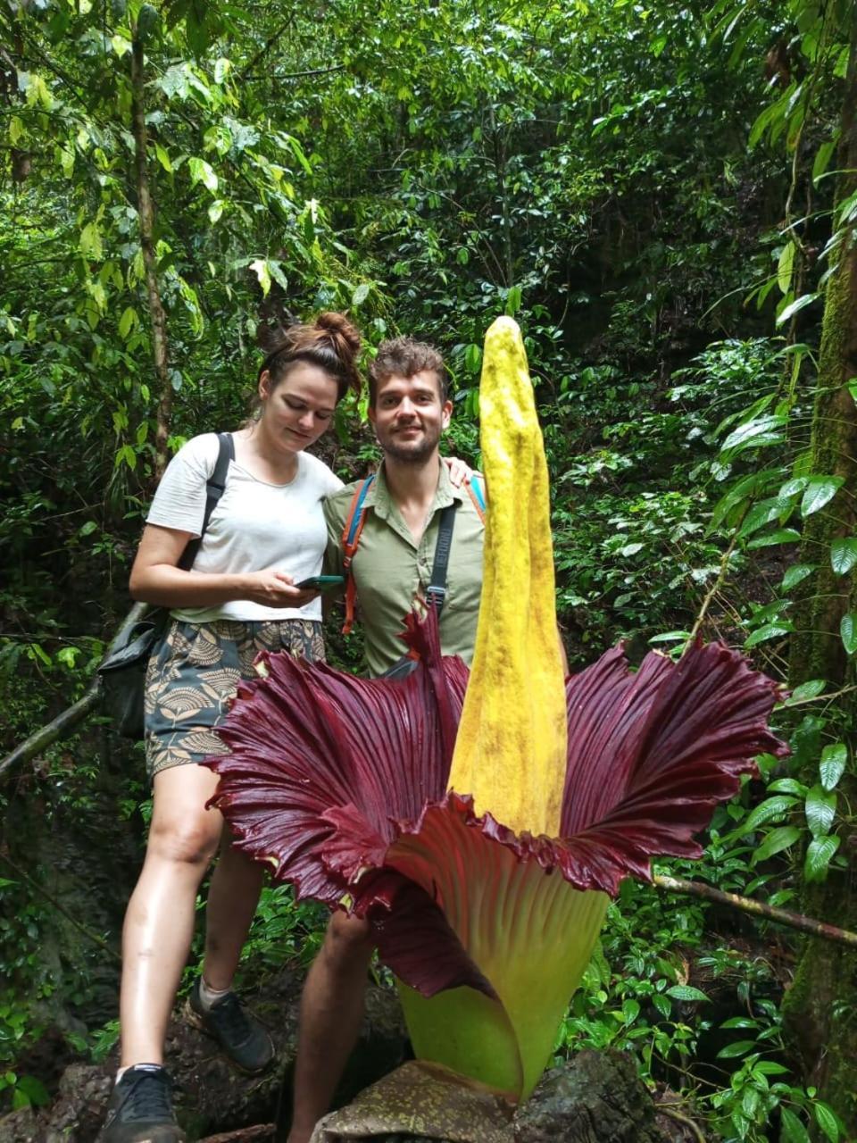 Orangutantreksumatra & Lovely Jungle Lodge Only Book If You Are Treking With Us 부킷 라왕 외부 사진