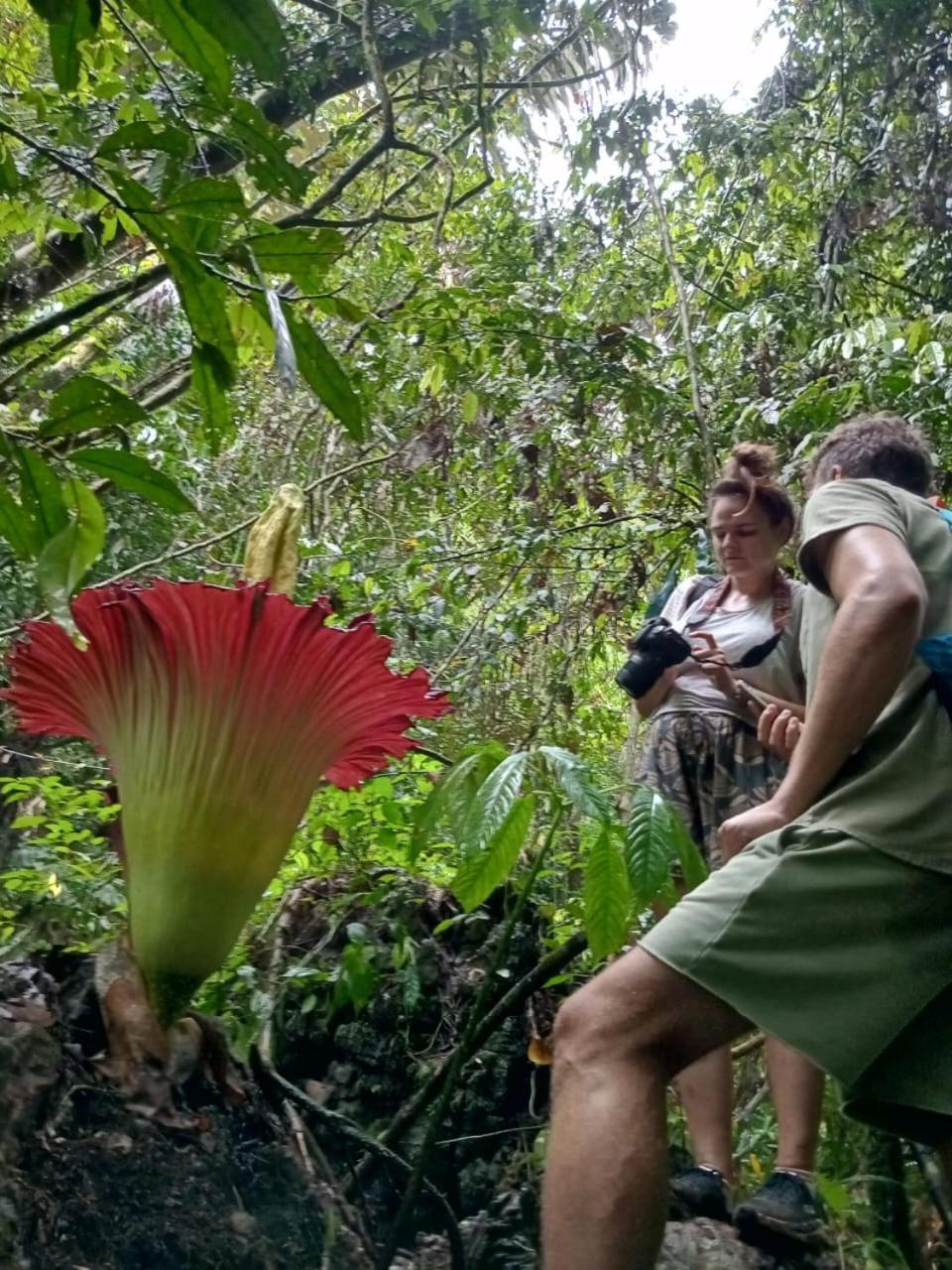 Orangutantreksumatra & Lovely Jungle Lodge Only Book If You Are Treking With Us 부킷 라왕 외부 사진